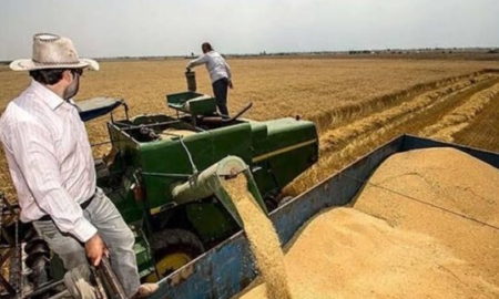 خرید ۶,۵۰۰ تن گندم در اصفهان با قیمت ۴۹,۵۰۰ تومان | آغاز فصل برداشت
