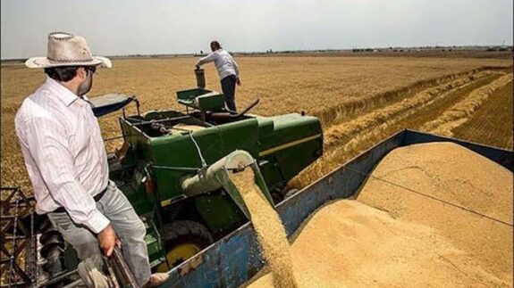 خرید ۶,۵۰۰ تن گندم در اصفهان با قیمت ۴۹,۵۰۰ تومان | آغاز فصل برداشت