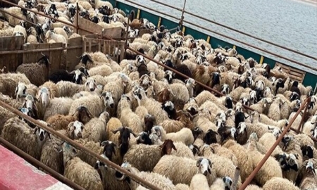هدف‌گذاری بزرگ سازمان جهاد کشاورزی اصفهان برای توسعه زنجیره تولید و پرورش دام سبک پربازده