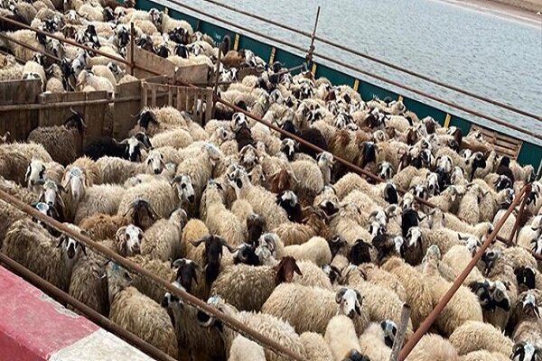 هدف‌گذاری بزرگ سازمان جهاد کشاورزی اصفهان برای توسعه زنجیره تولید و پرورش دام سبک پربازده